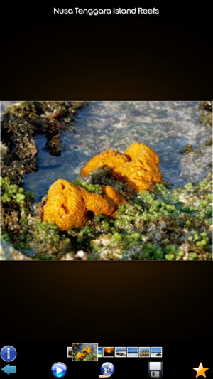 Top Coral Reefs(圖5)-速報App