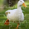 Learn Kids Games My Duck Picture Jigsaw Version
