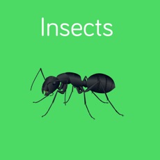 Activities of Insects Flashcard for babies and preschool