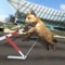 After huge success of Crazy Dog game which achieved Million downloads, now we present you the most favourite pet, you cat for racing fun