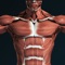 Icon Muscular System 3D (anatomy)