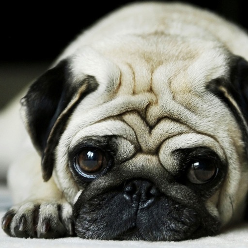 Dog Wallpaper & Background Top HD Cool 10000+ | App Price ...