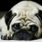 Icon Dog Wallpaper & Background Top HD Cool 10000+