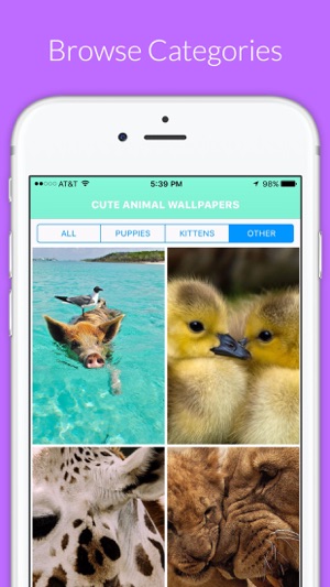 Cute Animal Hd Wallpapers Puppieskittens More On The App Store
