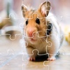 Puzzle Hamster Games And Jigsaw For Kids