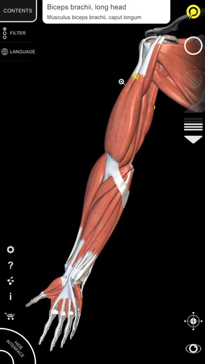 Muscle | Skeleton - 3D Atlas of Anatomy screenshot-3