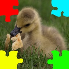 Activities of Ducklings, Goslings Jigsaw Puzzles