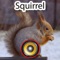Real Squirrel Hunting Calls & Sounds