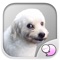 This is the official mobile iMessage Sticker & Keyboard app of Buy me for my food : Mad dog Character