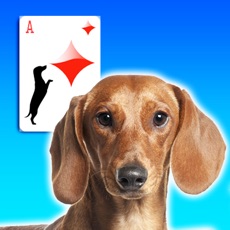 Activities of Doxie Solitaire