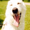Jigsaw For Kids Picture Puppy Patrol Games Version