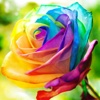 Flower Wallpapers Amazing Backgrounds &amp; Stickers