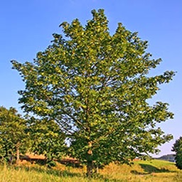 Tree identification