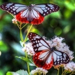 Butterfly WallpapersHD-Best Backgrounds  Themes