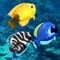 Fish game is endless adventure of fishes under ocean to avoid all obstacle , take the key for next level and collect star to unlock new fish