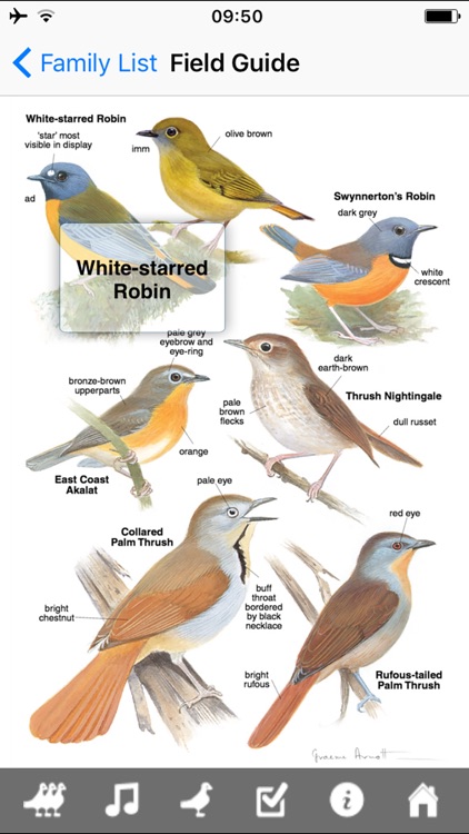 Roberts VII Multimedia Birds of Southern Africa HD