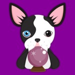Splash Boston Terrier