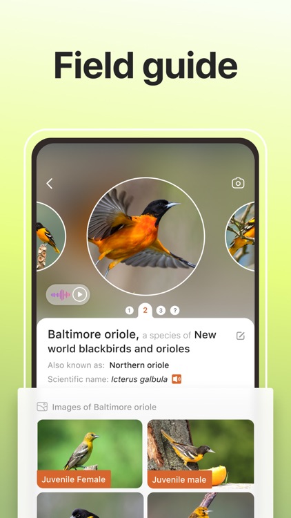 Picture Bird: Birds Identifier screenshot-4