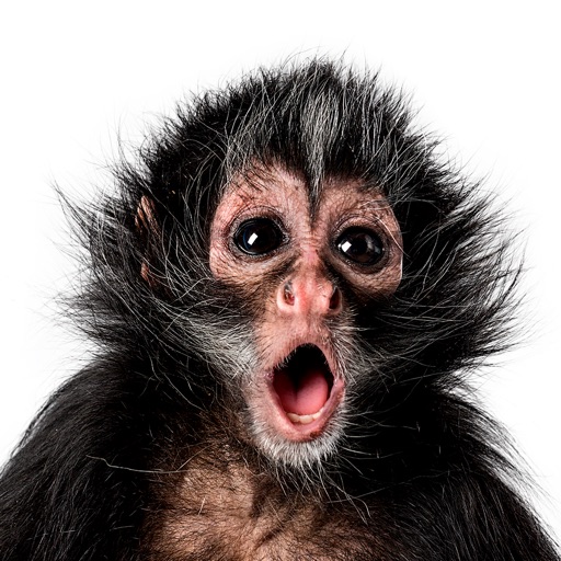 Weird Monkey - Sticker Pack icon