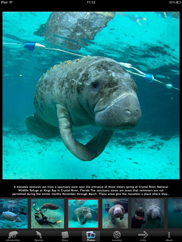 Manatees HD screenshot 3