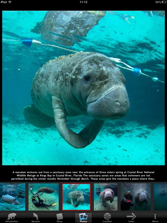 Manatees HD