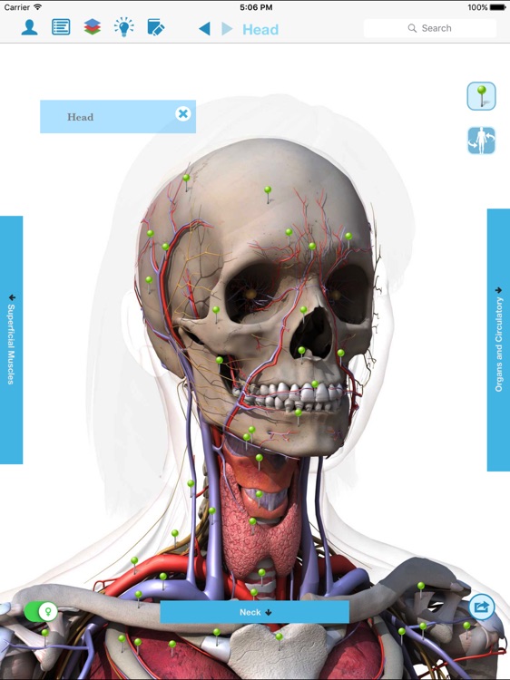 Anatomy & Physiology - anatomy of human body parts