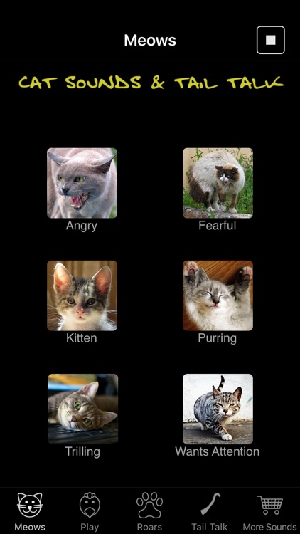 Cat Sounds & Tail Talk