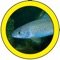 Fish Sorter helps users identify the almost 90 fish species found in lakes and streams of British Columbia, including 17 species that have been introduced from other areas