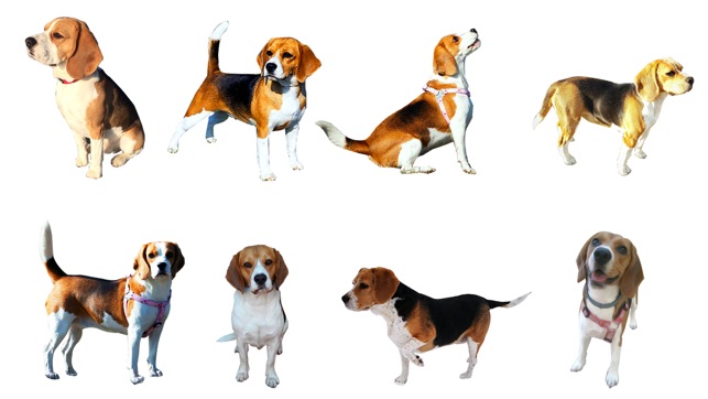 Beaglemoji - emoji keyboard(圖5)-速報App