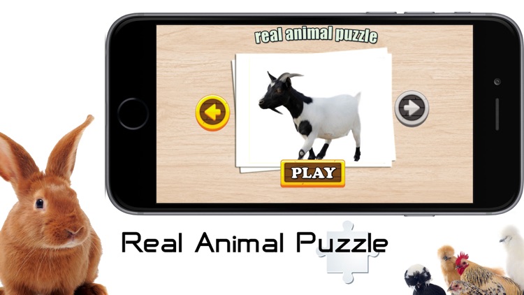 Real Animal Puzzle Jigsaw