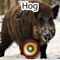 59 unique high quality and effective Hog Calls right in your pocket