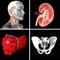 Learn anatomy easily with this unique quiz app that features traditional multiple-choice quizzes on 416 structures, or our new quiz style where you match a name to one of four images