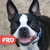 Boston Terrier Wallpapers Pro