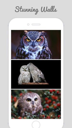 Owl Wallpapers - Stunning Collections Of Owl(圖2)-速報App