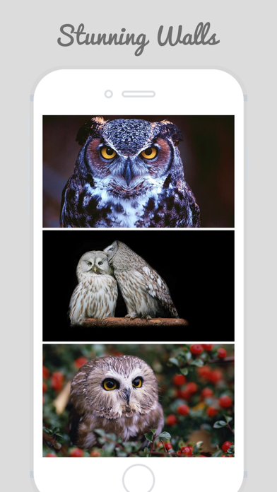 How to cancel & delete Owl Wallpapers - Stunning Collections Of Owl from iphone & ipad 2
