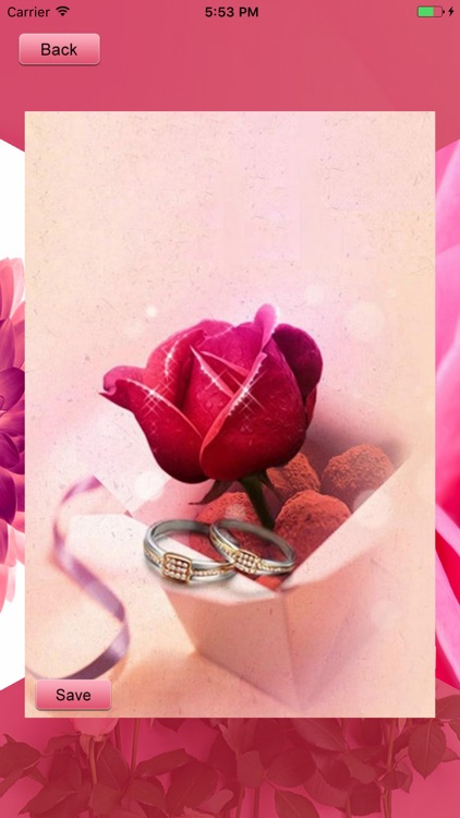 Rose HD Wallpapers by Rameez Shehzad