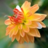 Yellow and Orange Flowers Wallpapers HD