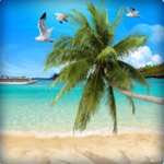 Beautiful Palm Tree Wallpapers HD - Backgrounds