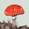 Mushrooms & other Fungi UK