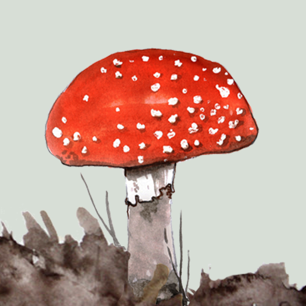 Get Mushrooms & other Fungi UK for iOS, iPhone, iPad Aso Report
