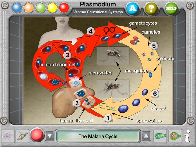 Interactive Protist Explorer(圖5)-速報App