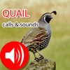 Quail Hunting Calls & sounds - Real