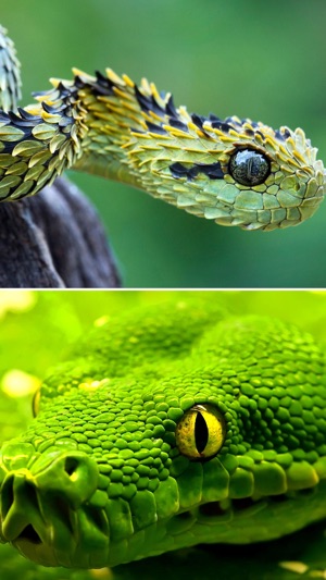 Snake Wallpapers - HD Collection Of Snake Wallz(圖2)-速報App