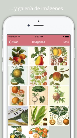 Frutas y Verduras en Otoño(圖5)-速報App