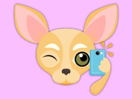 Chihuahuas have more color combos than any other puppy dog
