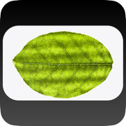 Diabetes Recipes App