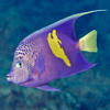 Oman Fish ID - John P. Hoover