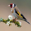 Goldfinch Wallpapers HD- Quotes and Art