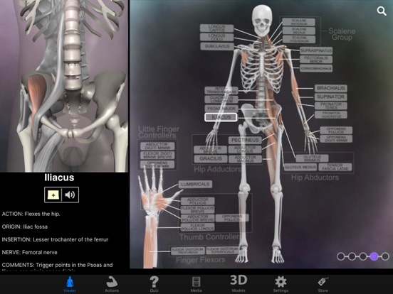 Muscle & Bone Anatomy 3D screenshot