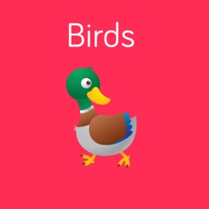 Activities of Birds Flashcard for babies and preschool